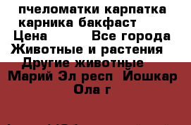 пчеломатки карпатка карника бакфаст F-1 › Цена ­ 800 - Все города Животные и растения » Другие животные   . Марий Эл респ.,Йошкар-Ола г.